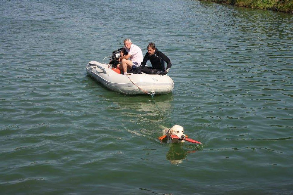 Golden Retriever nageant
