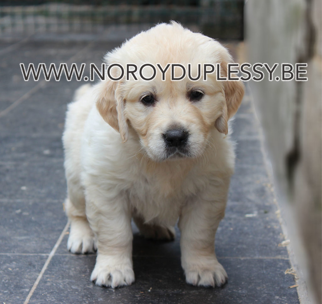 Xquis Bardaf NOROY DU PLESSY