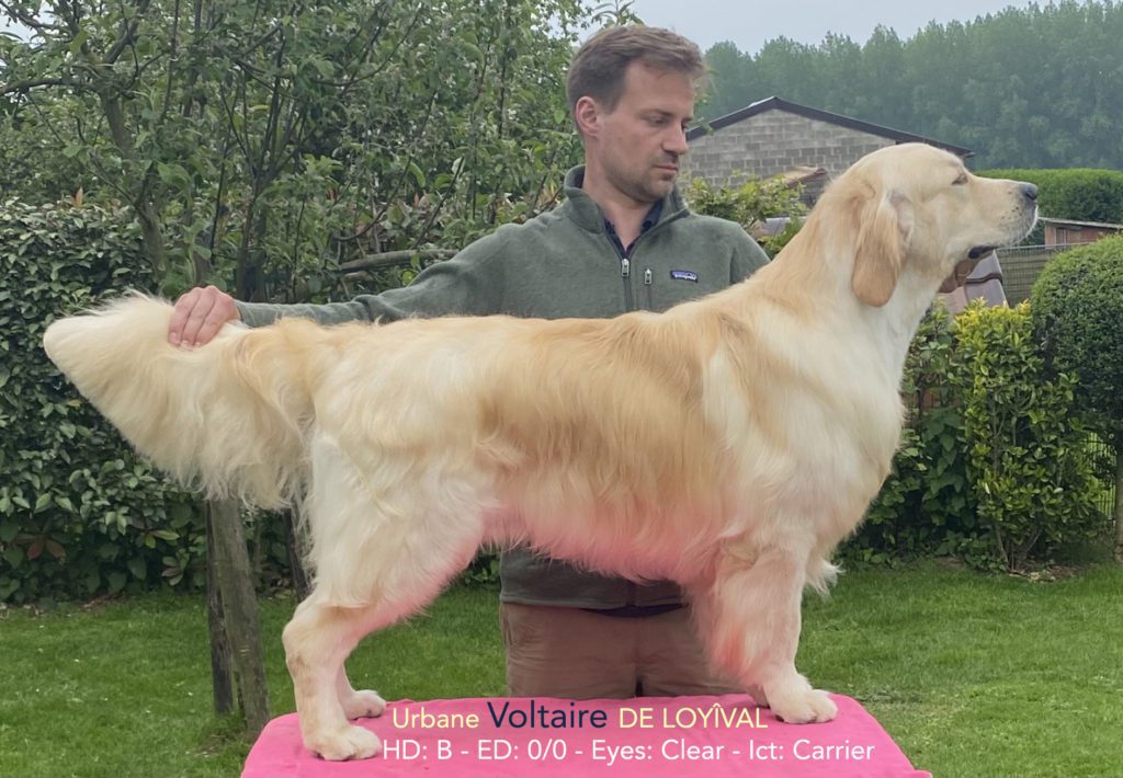Urbane Voltaire DE LOYÎVAL